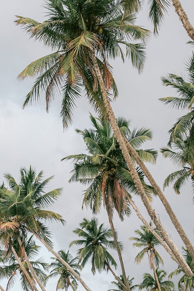 Tropical Palm Trees art print by HelloHappylife for $57.95 CAD