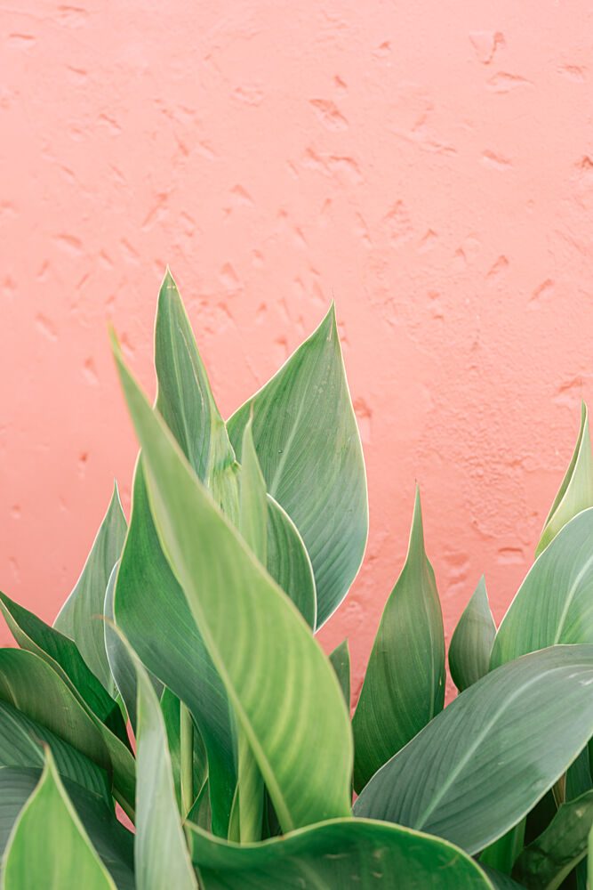 Tropical Leaves Pink Wall art print by HelloHappylife for $57.95 CAD