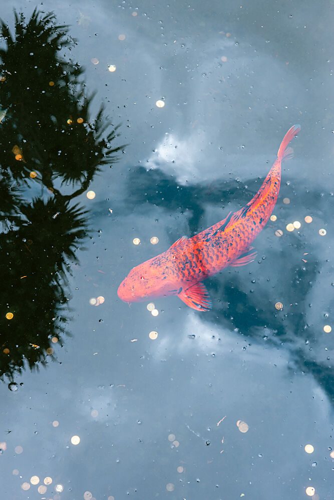 Orange Koi Water Reflection art print by HelloHappylife for $57.95 CAD