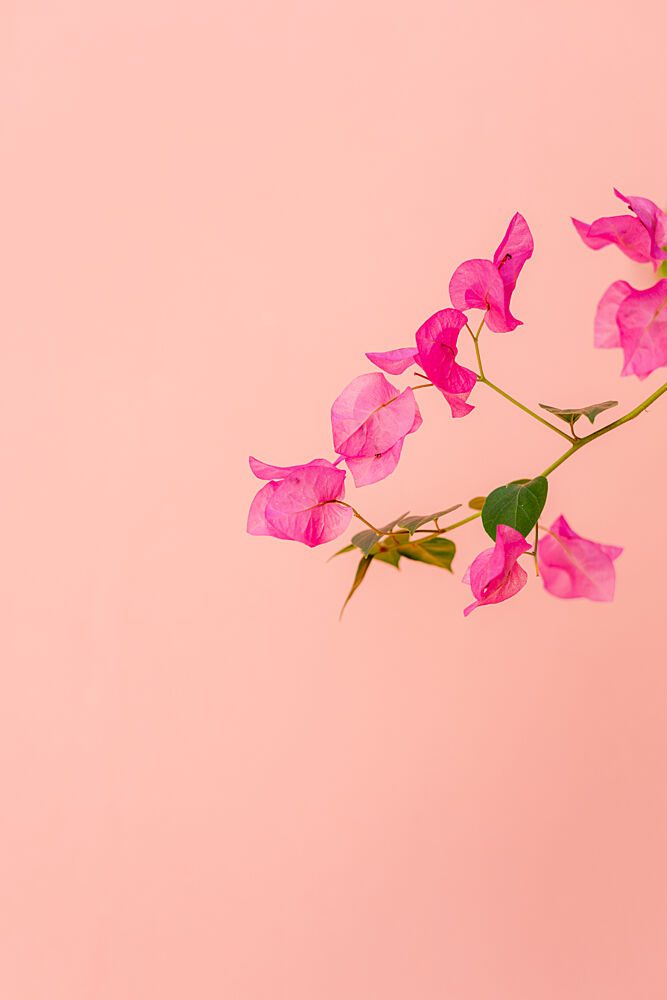 Vibrant Pink Bougainvillea art print by HelloHappylife for $57.95 CAD
