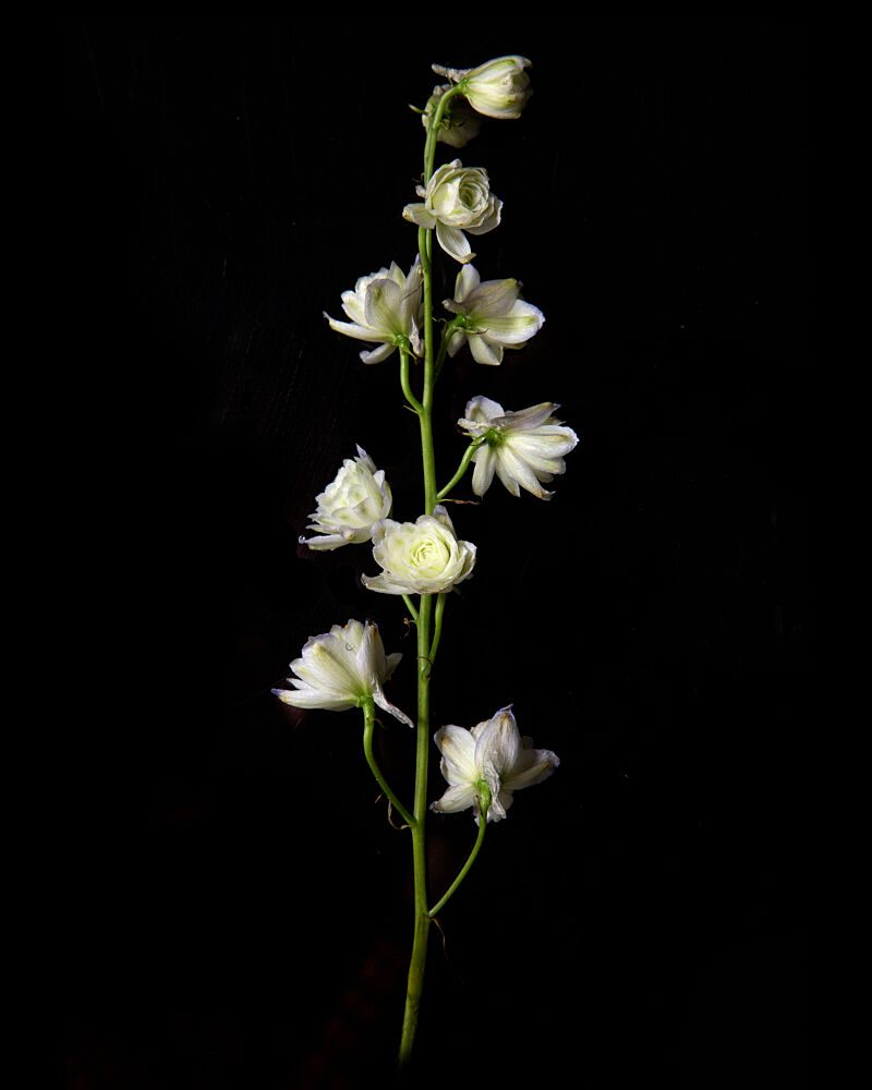 Elegant White Bloom art print by Sander van Laar for $57.95 CAD