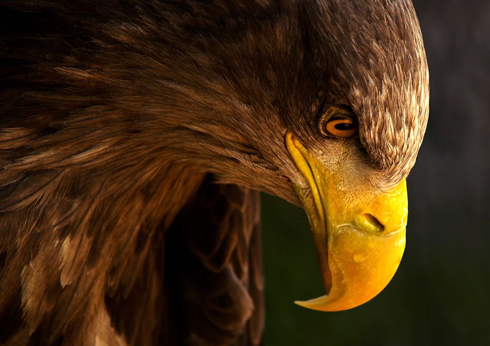 Eagle Pursues Prey art print by Adriana K.H. for $57.95 CAD