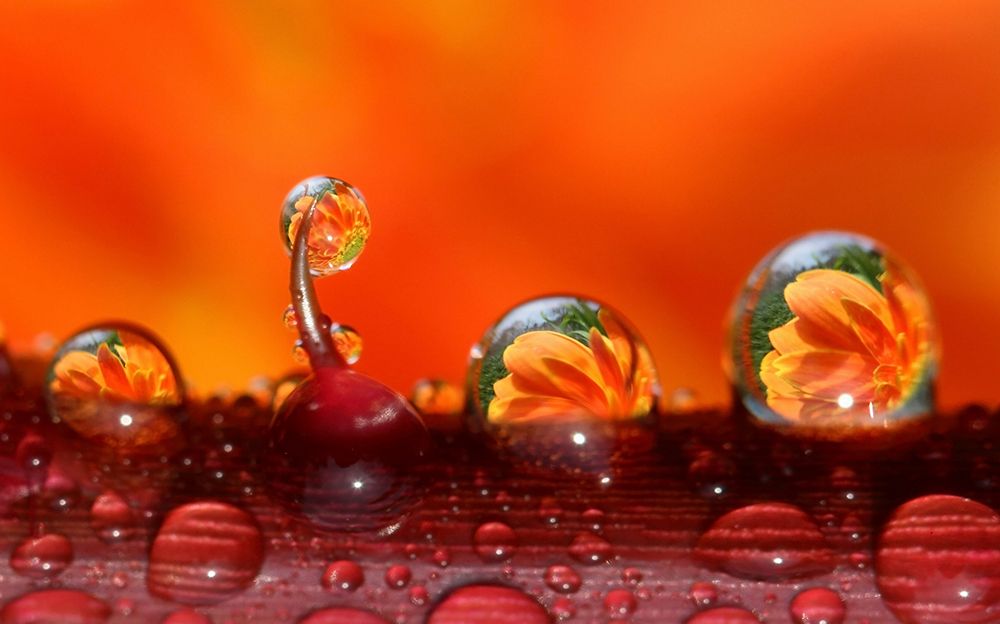 dew art print by Liangdawei for $57.95 CAD