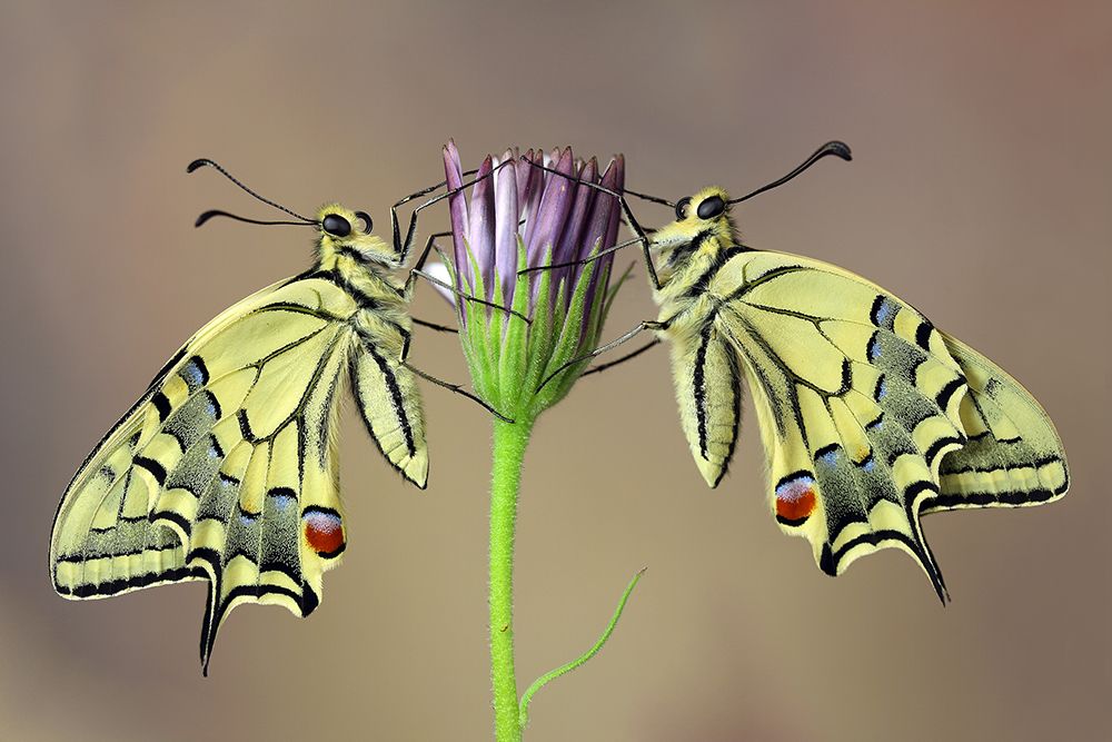 Symmetry art print by Jimmy Hoffman for $57.95 CAD