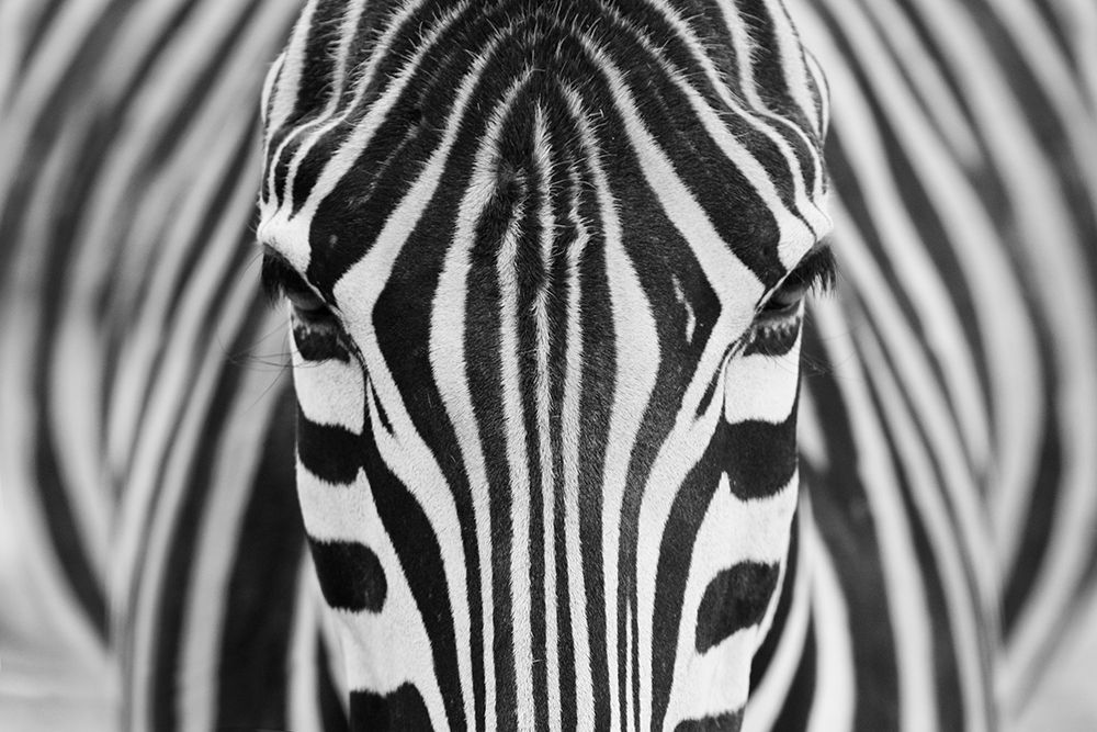 Zepra art print by Hesham Alhumaid for $57.95 CAD