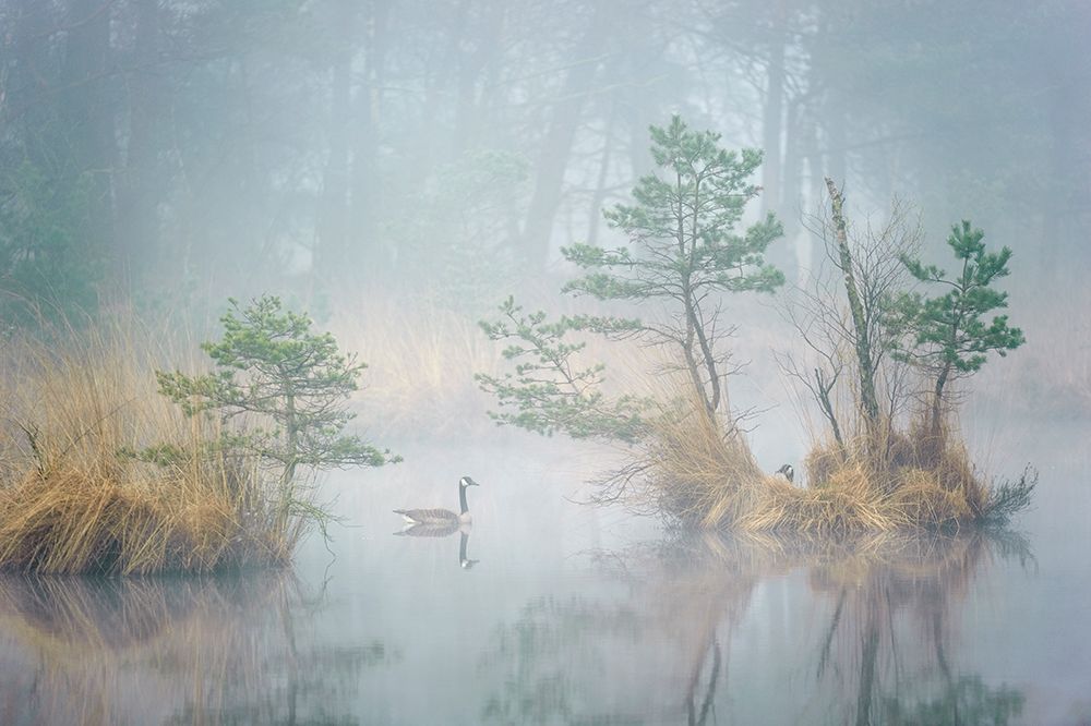 Hide And Seek art print by Andrew George for $57.95 CAD