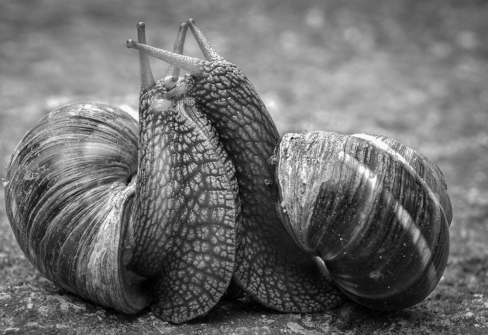 WAR OR LOVE art print by Petar Boskovski for $57.95 CAD