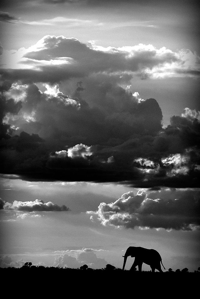 He Walks Under An African Sky art print by WildPhotoArt for $57.95 CAD