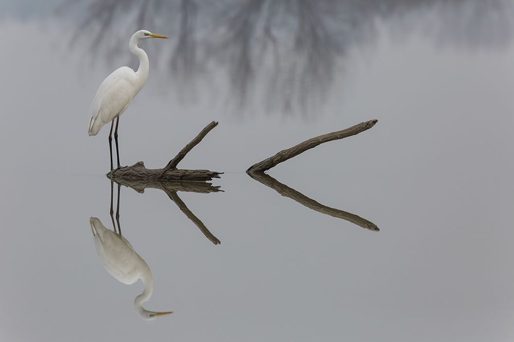 Reflections art print by Mauro Montuori for $57.95 CAD