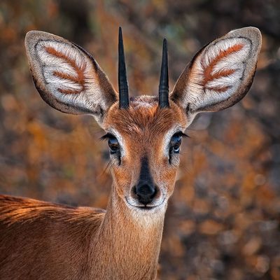 Steenbok by Mathilde Guillemot