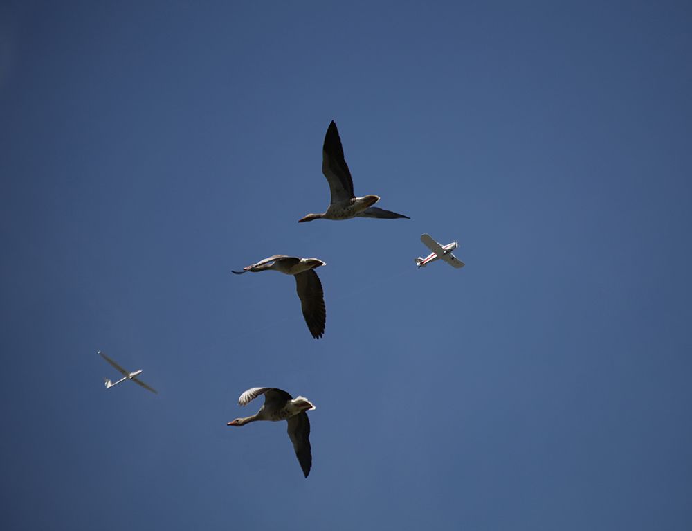 Migrating art print by Kent Mathiesen for $57.95 CAD