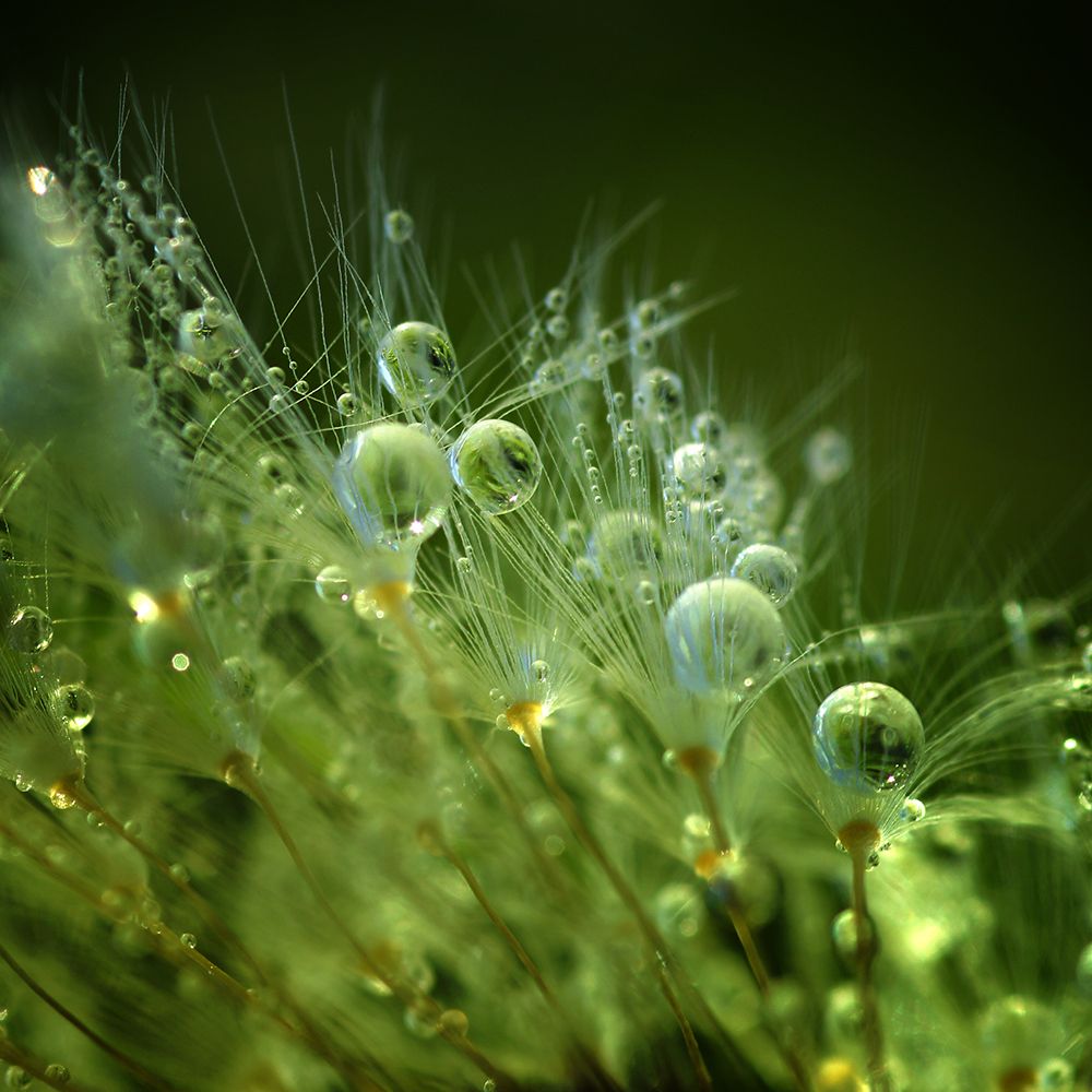 Morning Perls art print by Norbert Maier for $57.95 CAD