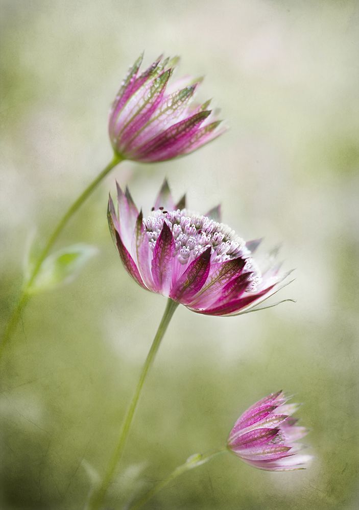 Astrantia art print by Mandy Disher for $57.95 CAD