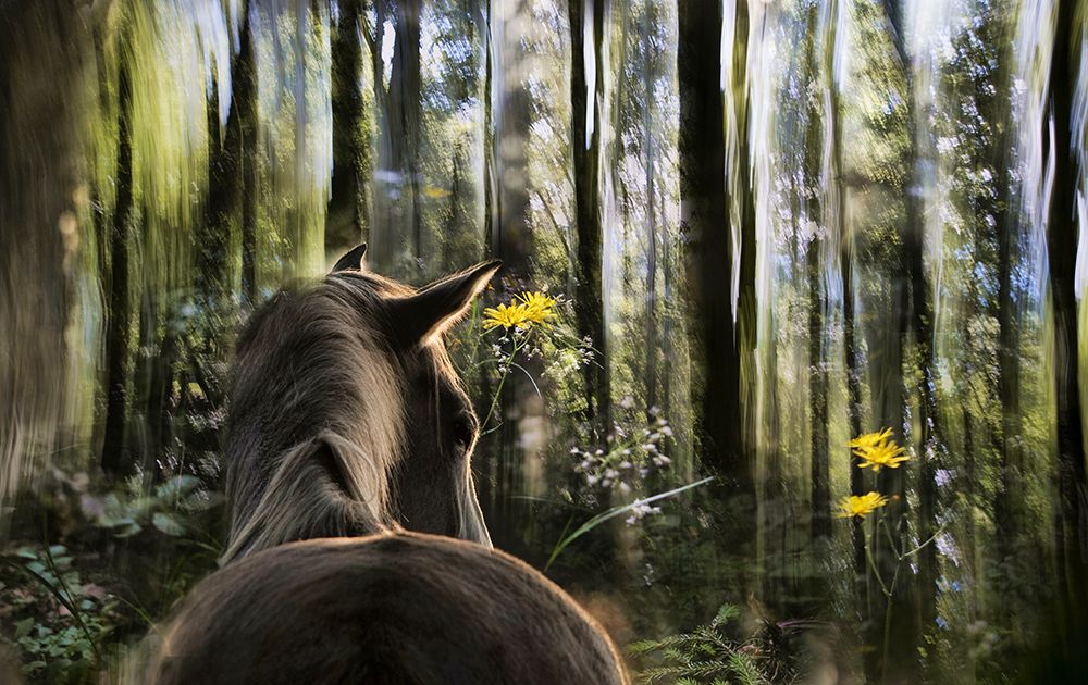 Sound Are Forest art print by Milan Malovrh for $57.95 CAD
