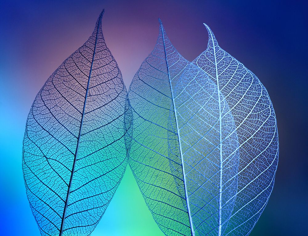 Prismatic Leafs art print by Shihya Kowatari for $57.95 CAD