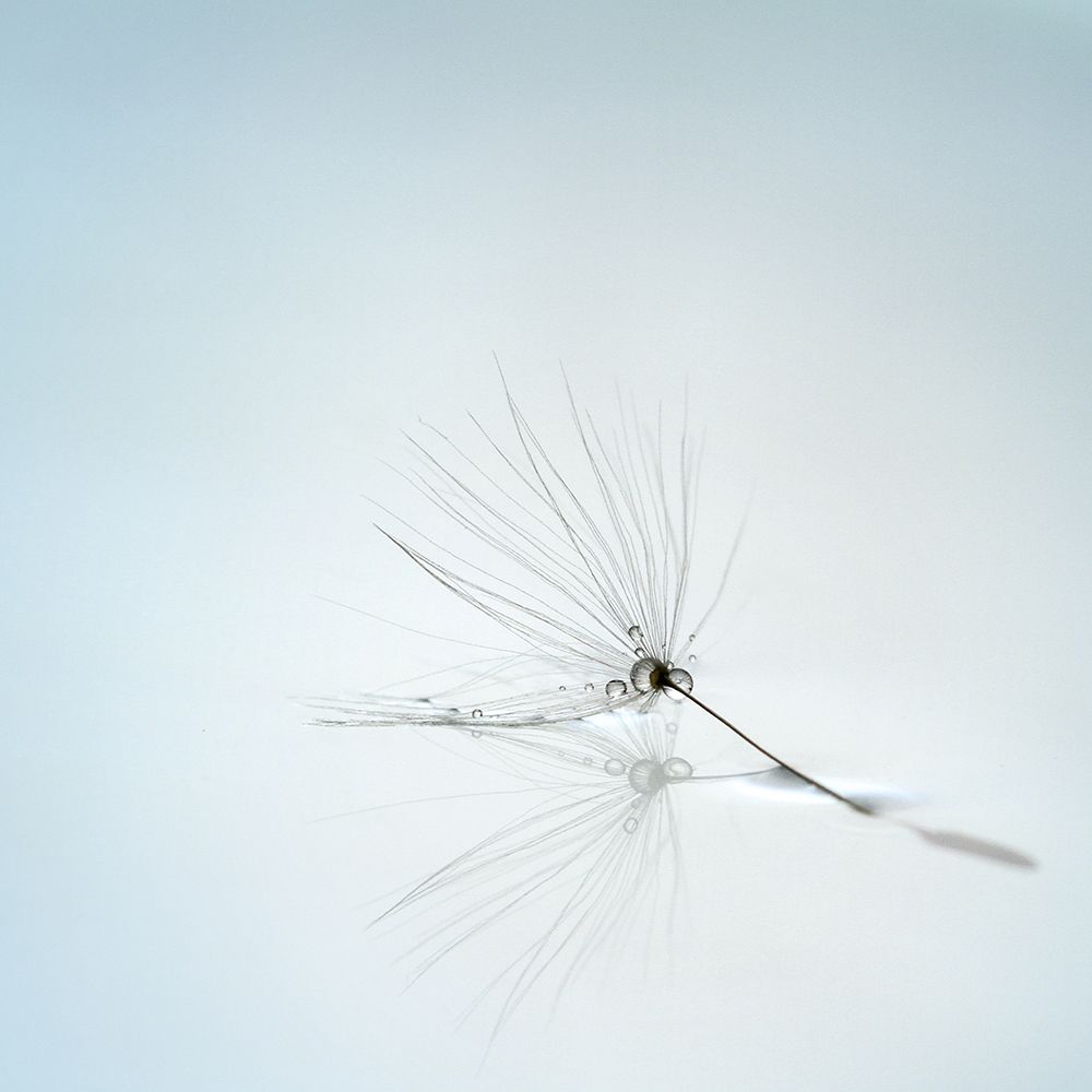 Drops And Stem art print by Mathieu Irthum for $57.95 CAD
