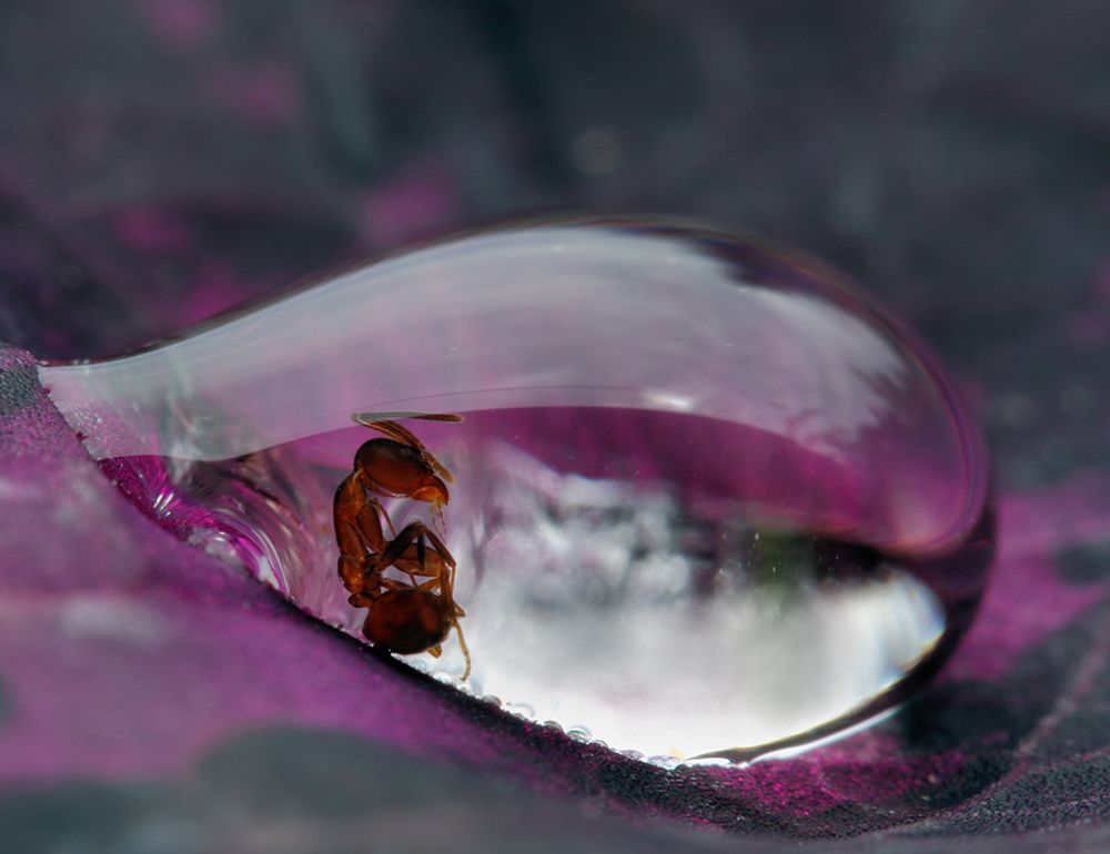Caught In A Droplet art print by Jimmy Hoffman for $57.95 CAD