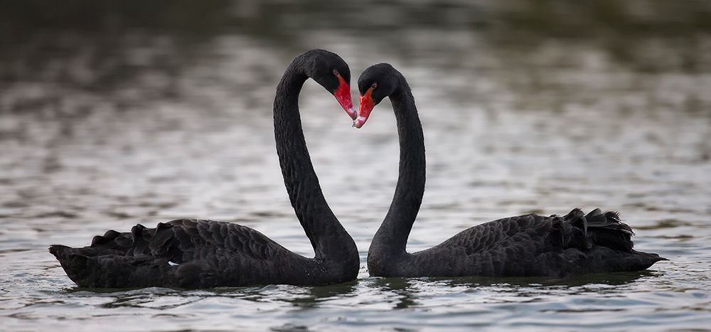 In Love art print by C.S. Tjandra for $57.95 CAD