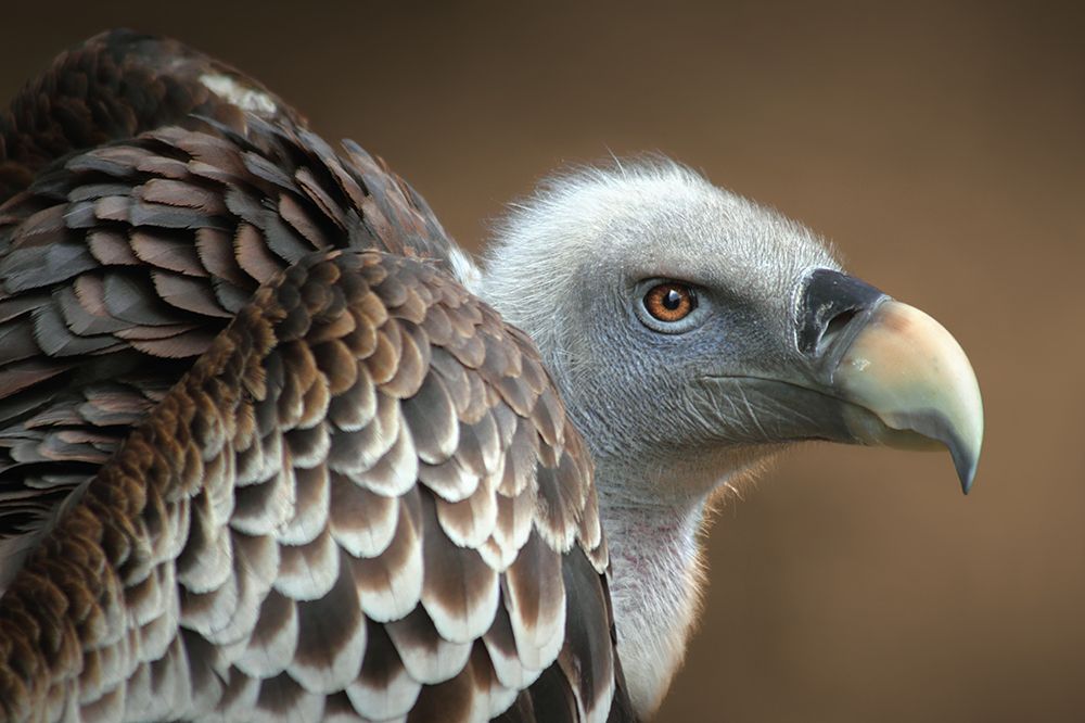 Vulture art print by Jimmy Hoffman for $57.95 CAD