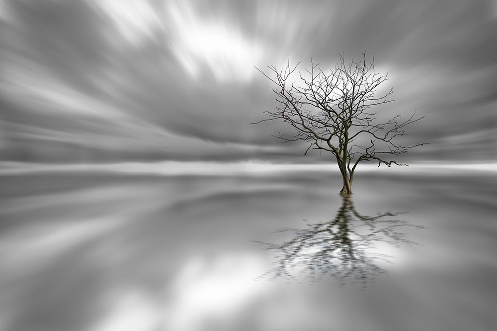 Ghost Tree art print by Leif Londal for $57.95 CAD