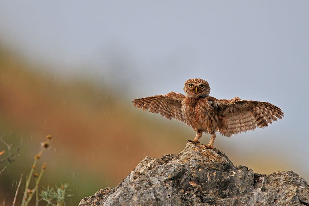 I Can Fly..!!!!!! art print by Muayad Amer for $57.95 CAD