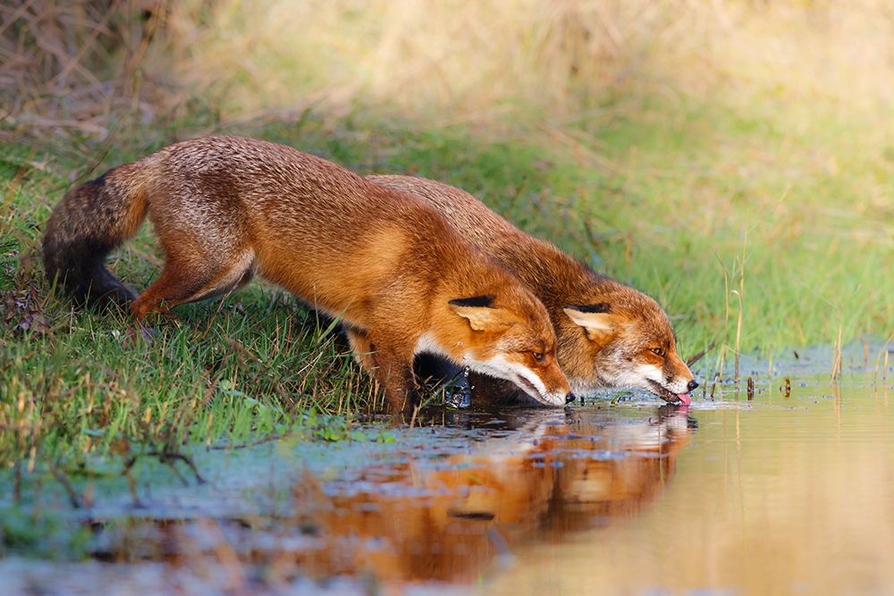 Thirsty art print by Pim Leijen for $57.95 CAD