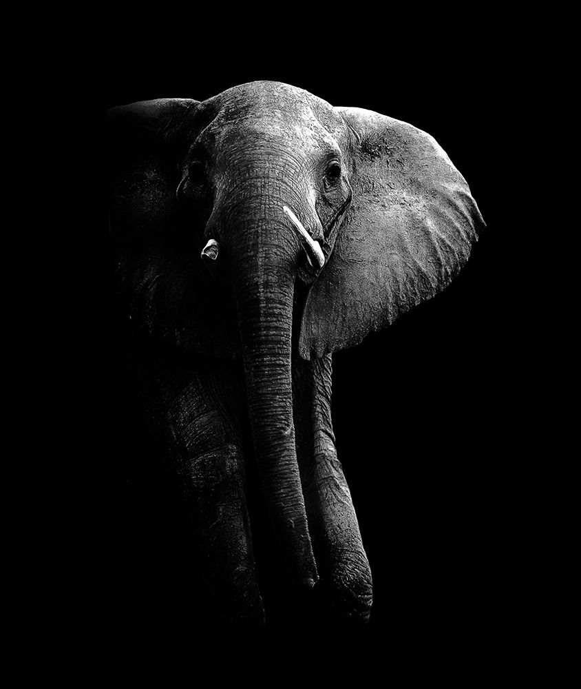 Elephant! art print by Wildphotoart for $57.95 CAD