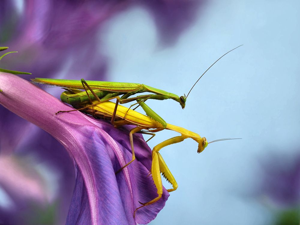 The mating art print by Jimmy Hoffman for $57.95 CAD