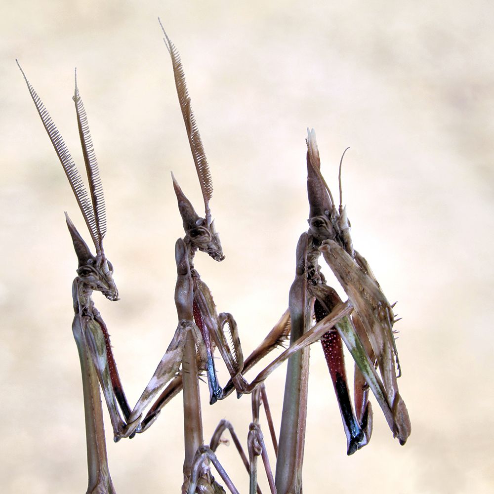 Trio art print by Jimmy Hoffman for $57.95 CAD