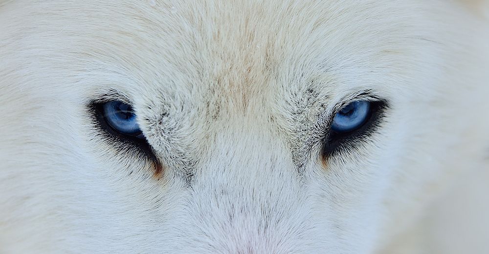 Mirada Azul art print by Miquel Angel Artus for $57.95 CAD