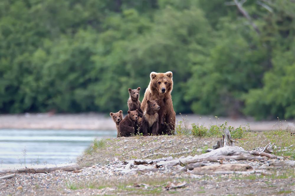Family Affair. art print by Peter Stahl for $57.95 CAD