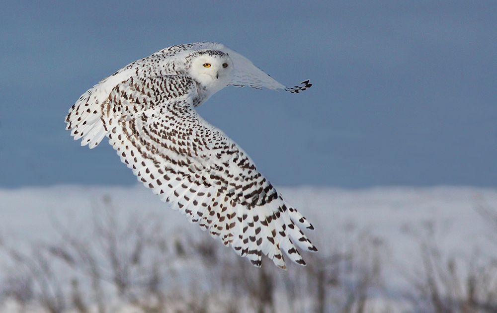 Snowy Owl art print by Mircea Costina for $57.95 CAD