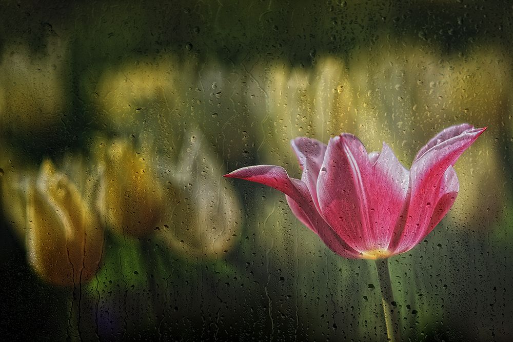Kiss Of The Rain art print by Ricky Siegers for $57.95 CAD