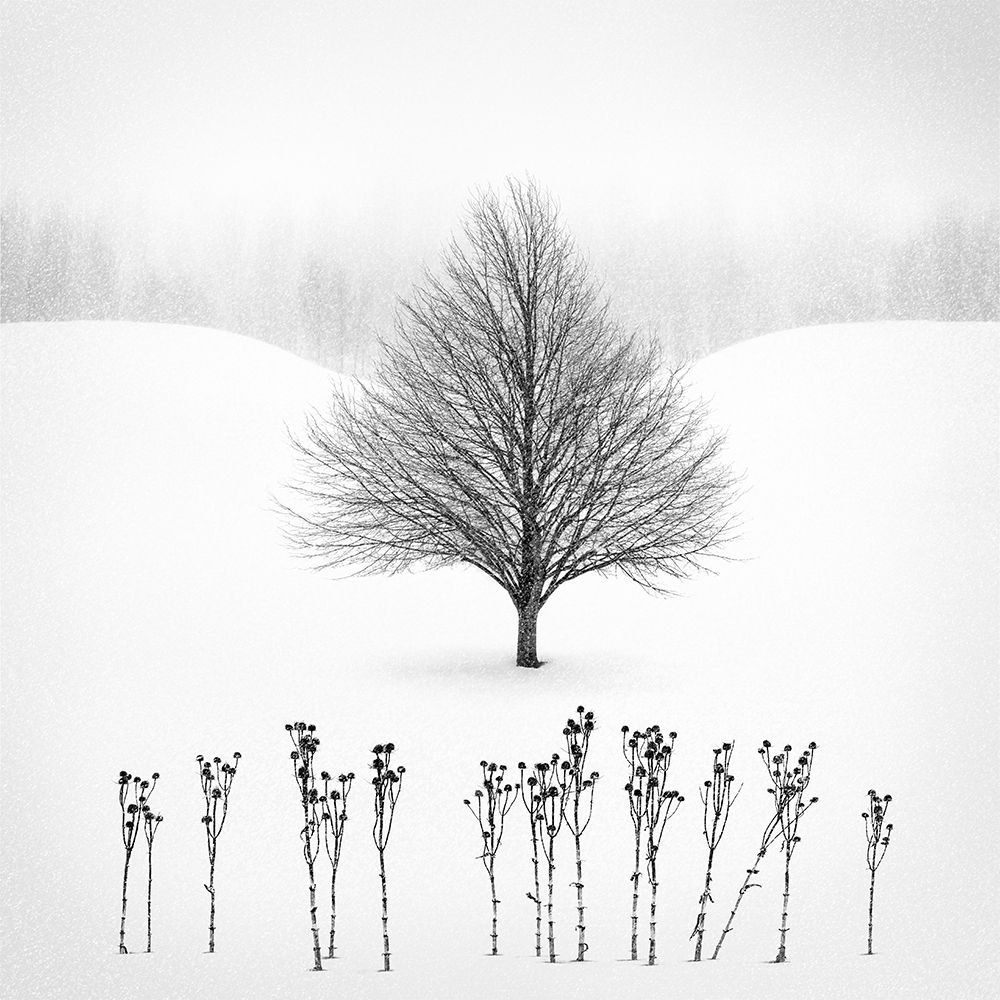 White art print by Matt Anderson for $57.95 CAD