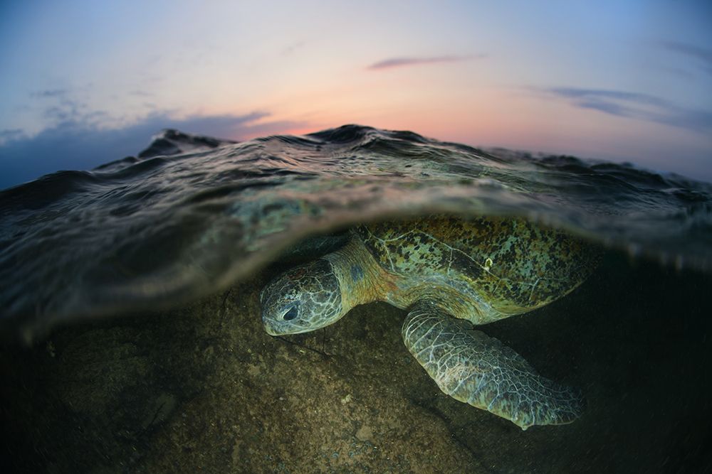 Under The Wave art print by Andrey Narchuk for $57.95 CAD