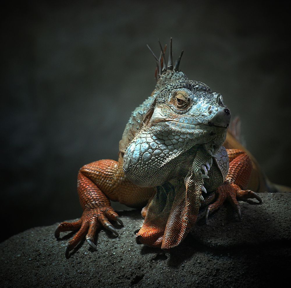 I Am The King ,.. Who Else ! art print by Holger Droste for $57.95 CAD