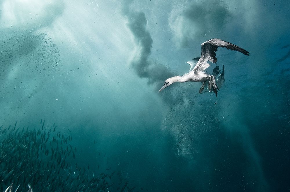 Plunge Diver art print by Alexander Safonov for $57.95 CAD