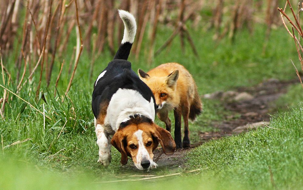 World\\s worst hunting dog art print by Mircea Costina for $57.95 CAD