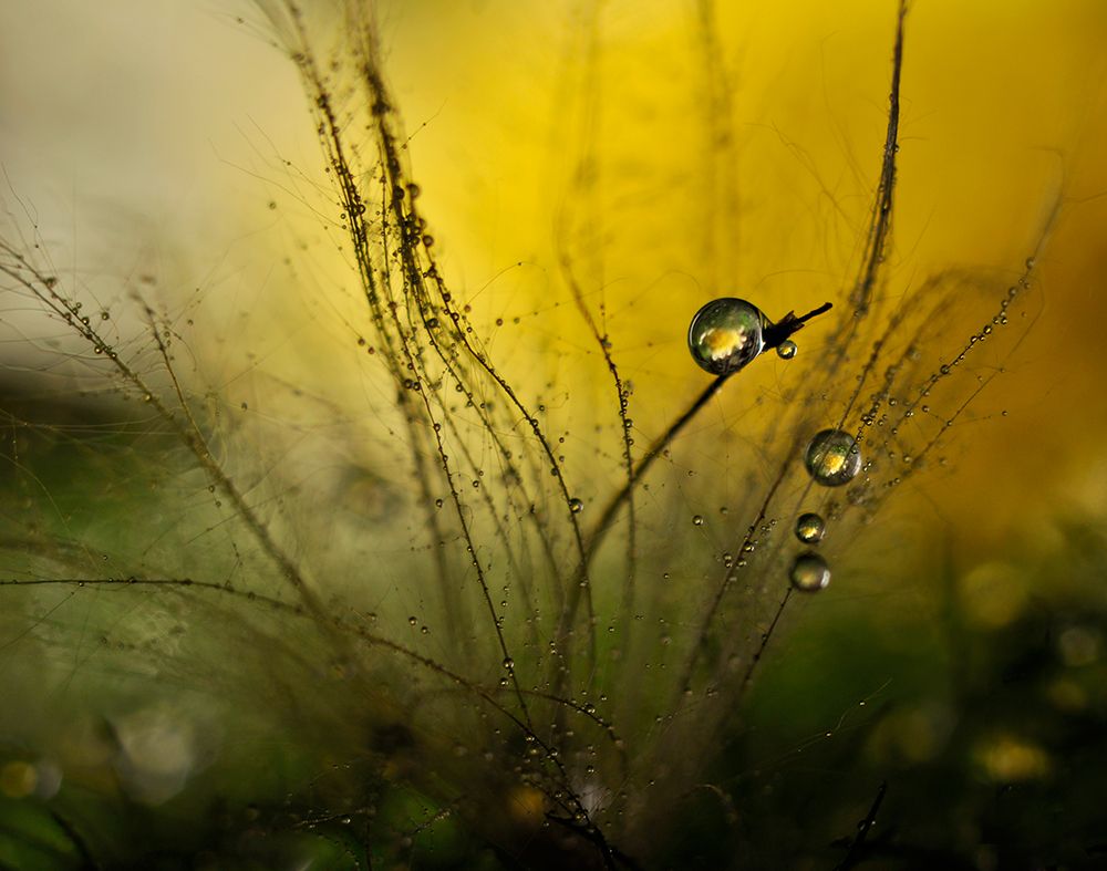 A Golden Morning Shower art print by Heidi Westum for $57.95 CAD