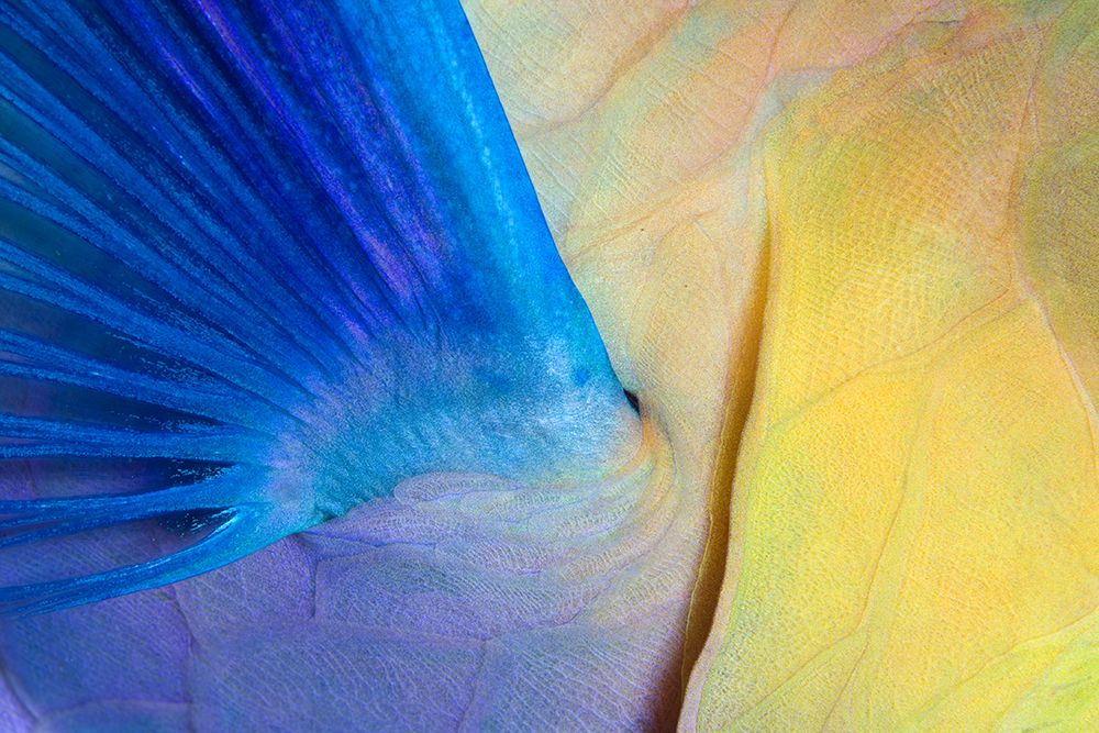 Wings art print by Andrey Narchuk for $57.95 CAD