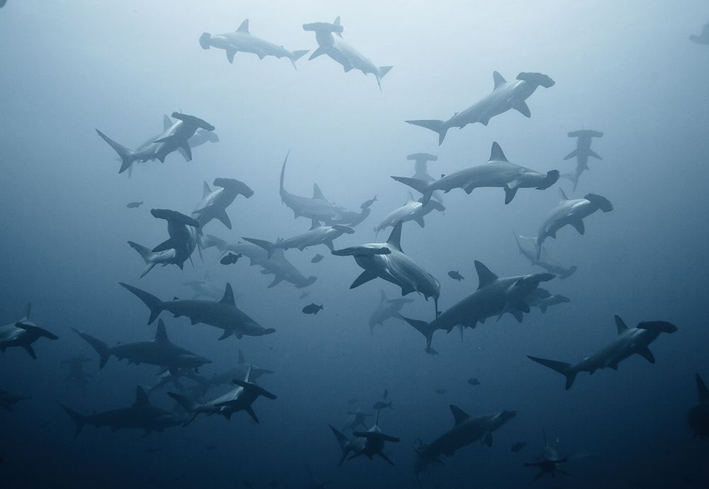 Swarming art print by Alexander Safonov for $57.95 CAD