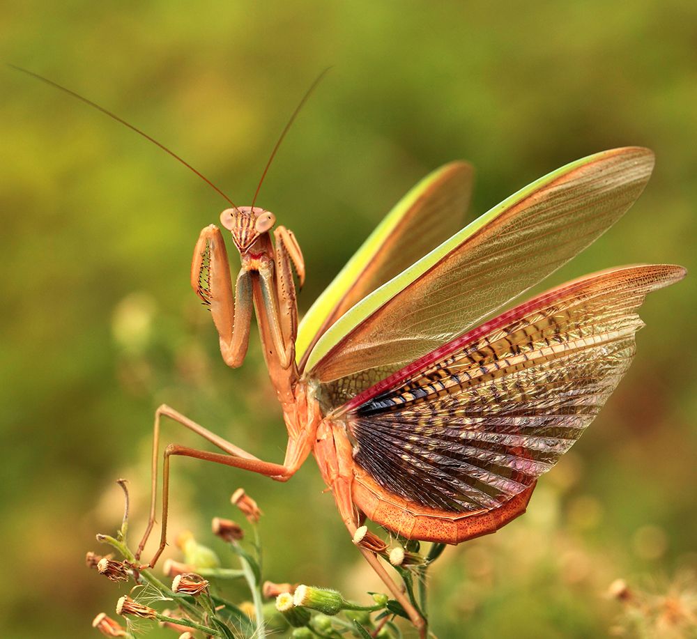 The Mantis Spreads Its Tail art print by Liangdawei for $57.95 CAD