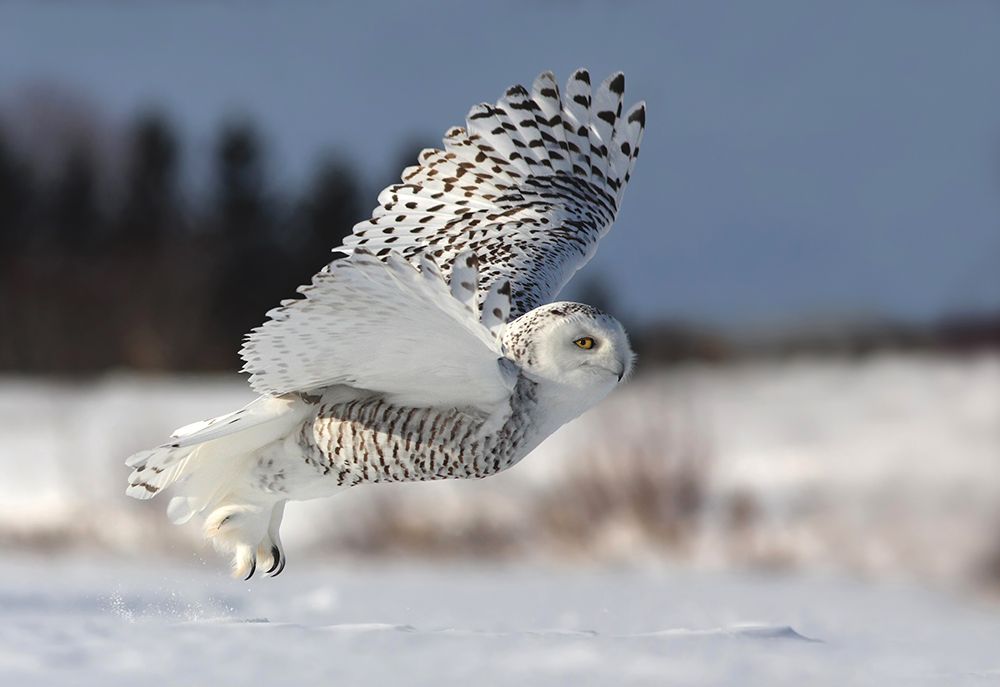 Bubo Scandiacus art print by Mircea Costina for $57.95 CAD