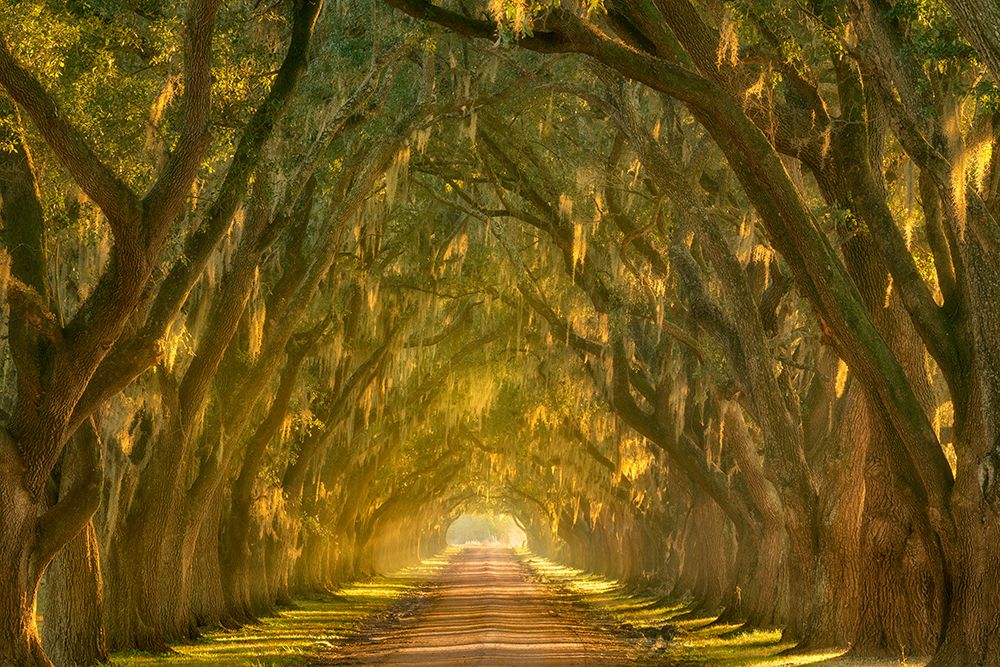 Illumination Alley art print by Chris Moore for $57.95 CAD