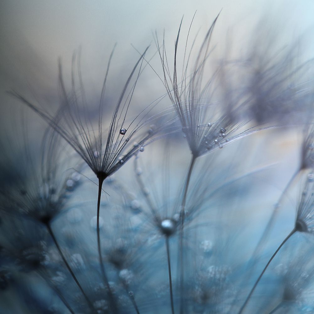 Teardrops art print by Mathieu Irthum for $57.95 CAD
