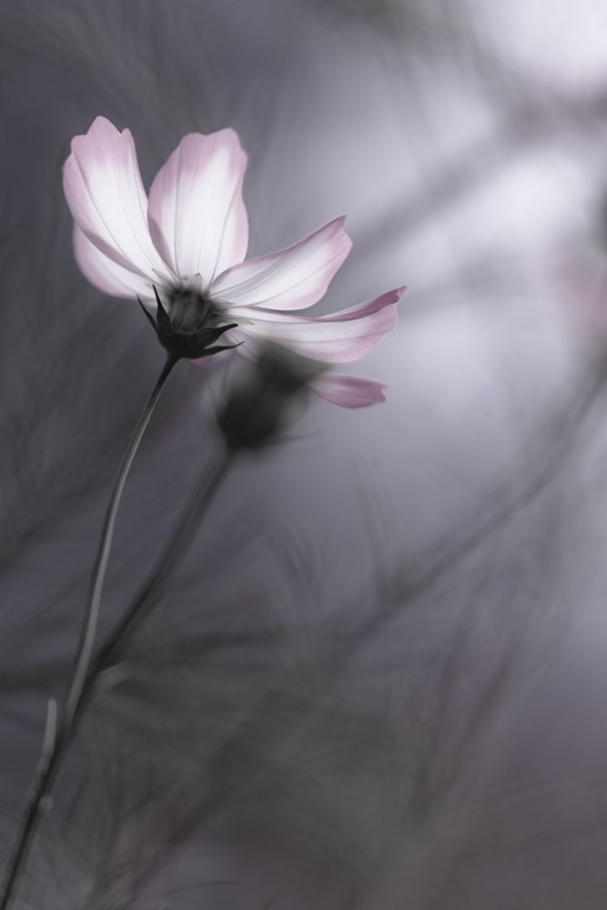 Cosmos art print by HIDEBON for $57.95 CAD