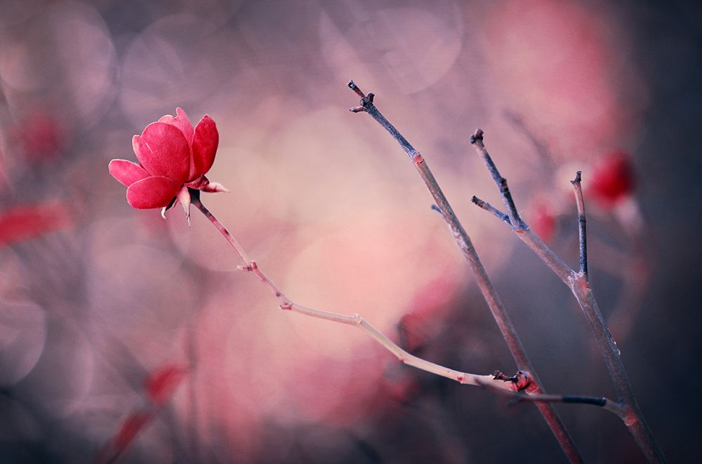 Rose art print by Ajkabajka for $57.95 CAD