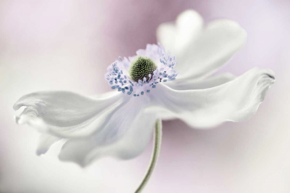 Anemone Breeze art print by Mandy Disher for $57.95 CAD