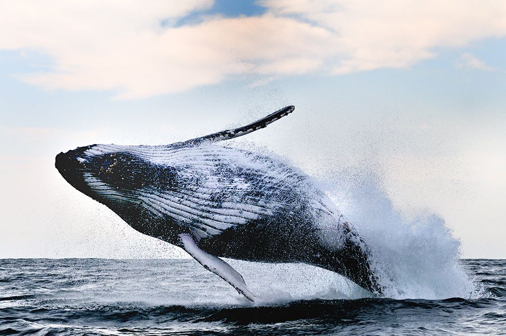 Breach art print by Alexander Safonov for $57.95 CAD