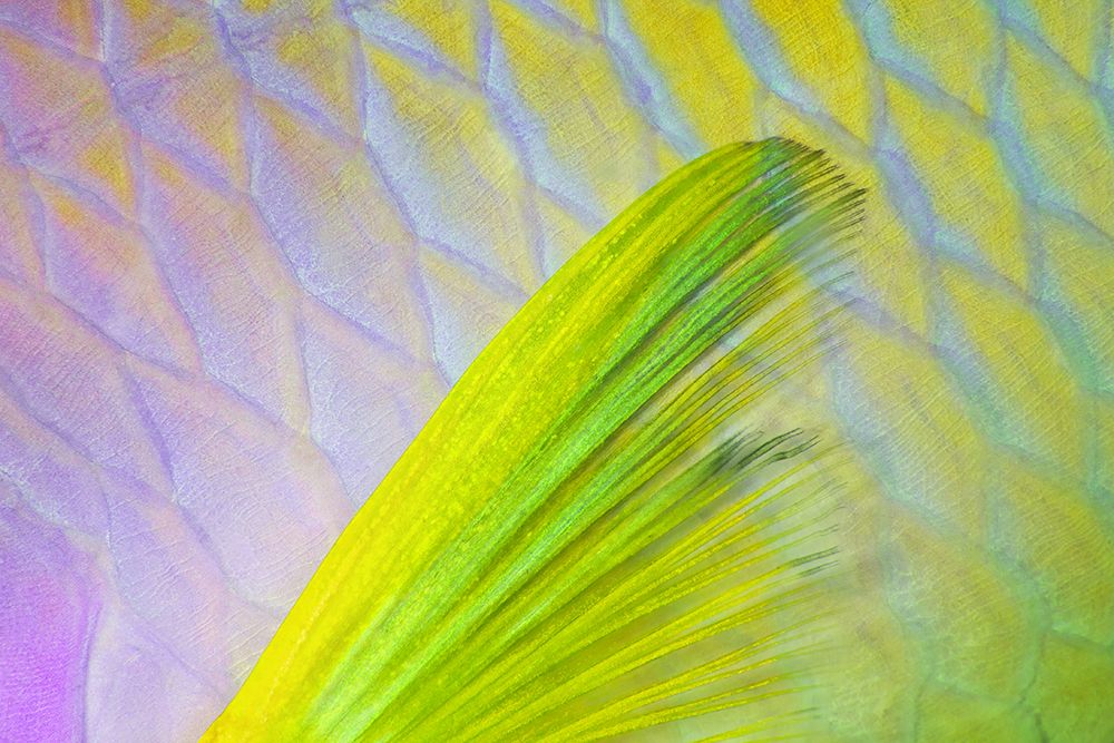 Fin art print by Andrey Narchuk for $57.95 CAD